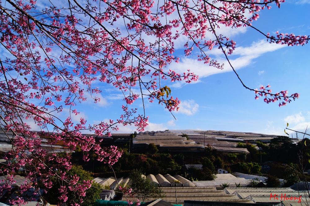 Mua xuan ve voi mai anh dao Da Lat hinh anh