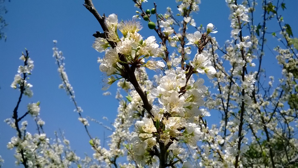 Mot lan tinh co du xuan Suoi Giang hinh anh