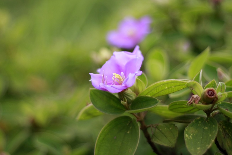 Với đầy sim, mua. Đến Quan Lạn vào mùa hè, bạn sẽ được đi qua những con đường xanh thẳm lá, tím ngắt hoa của loài cây này.