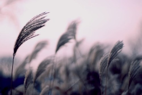 Anh se khong di ve phia gio nguoc chieu hinh anh