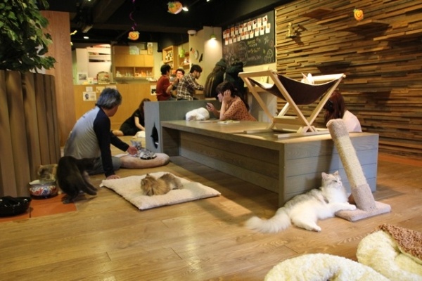 Trong những năm gần đây, mô hình quán cà phê mèo đang gia tăng nhanh chóng ở Nhật Bản. Chỉ riêng tại Tokyo hiện nay cũng có trên dưới 50 quán cà phê là nơi tụ tập của những người yêu mèo. 