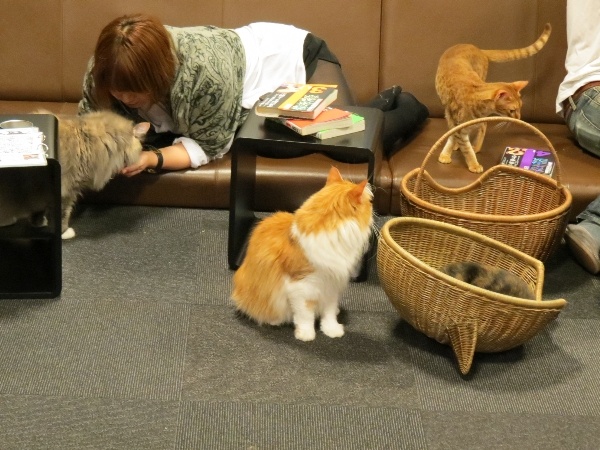 Bởi các tòa nhà ở Nhật thường cấm cư dân sở hữu các vật nuôi, nên những quán cà phê mèo, chó, thỏ...là cách để những người yêu vật nuôi thỏa mãn sở thích cũng như thư giãn. Họ có thể tới quán, thưởng thức một ly cappucino và chơi đùa với vật nuôi trong quán. Tuy nhiên, ở một số nơi, khách hàng không được chạm vào vật nuôi hoặc chỉ được tiếp xúc trong một khoảng thời gian ngắn sau khi vệ sinh tay kĩ lưỡng.