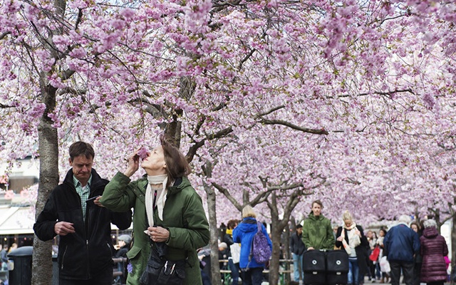 Côn Minh ở Trung Quốc (ảnh) và Soeul ở Hàn Quốc cũng tự hào khi có nhiều cây anh đào.