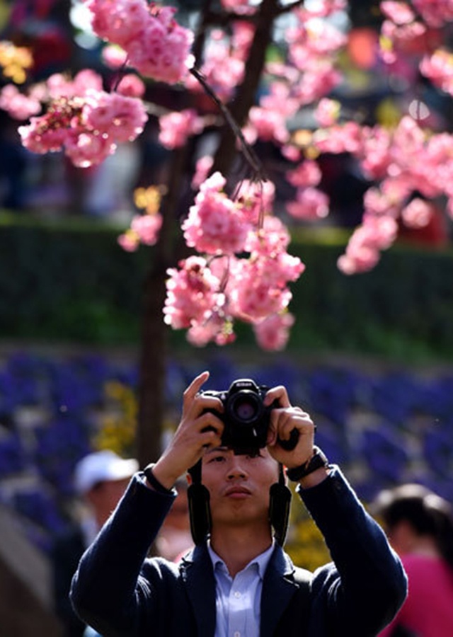 Luôn luôn có hoa anh đào tại vườn hoa Kew, Anh.