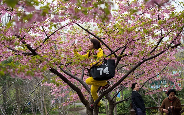 Thượng Hải cũng là nơi hoa anh đào nở sớm.