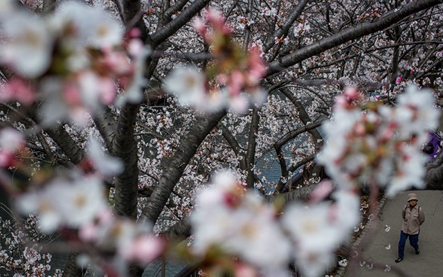 Luôn luôn có hoa anh đào tại vườn hoa Kew, Anh.