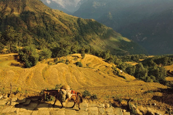 Cách thủ đô Kathmandu 198 km về phía Tây là TP Pokhara có khoảng 200 nghìn dân. Nơi đây nhìn thoáng qua giống như một bức tranh sơn thủy với những thửa ruộng bậc thang hùng vĩ.