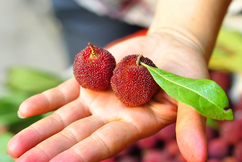 Qua thanh mai ngon la gay hieu ky cho dan Ha thanh hinh anh