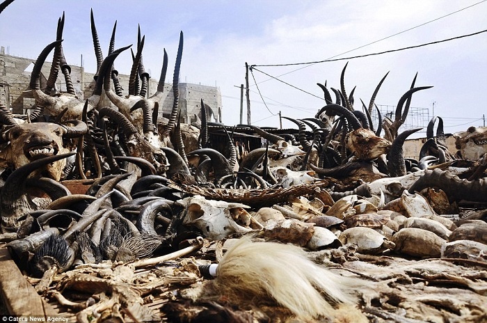 Những sản phẩm được sử dụng với nhiều mục đích khác nhau như chữa bệnh, làm thuốc kích dục hoặc đồ trang trí