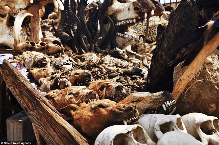 Nhiều người tin rằng sử dụng các bộ phận của các loài vật có thể kêu cầu linh hồn, giải quyết vấn đề trong cuộc sống