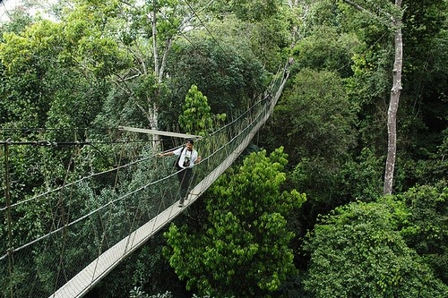 Cầu treo trong công viên quốc gia Taman Negara – Malaysia: Là một cây cầu treo dài của Malaysia. Mỗi ngày có hàng trăm người dân địa phương và khách du lịch đi qua cây cầu này. Trong mùa mưa, cây cầu này rất ẩm ướt, trơn trượt và rất khó để vượt qua. Nó có chiều rộng khoảng hơn 550 mét và độ cao 40 mét.
