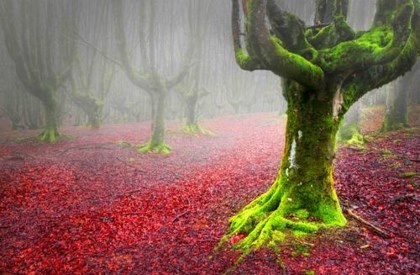 Công viên Quốc gia Gorbea (xứ Basque, Tây Ban Nha): Nơi đây là tập hợp của những thác nước, những hàng cây thơ mộng. Người mê chinh phục có thể vừa đi bộ vừa ngắm những loại cây đa sắc màu, vừa leo núi vượt thác và tìm hiểu về các loại thực vật độc đáo tại đây. Khung cảnh của Gorbea hữu tình nhất chính là vào mùa thu.