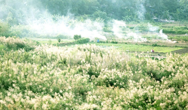 Co mot mua co lau ben bo song Hong hinh anh