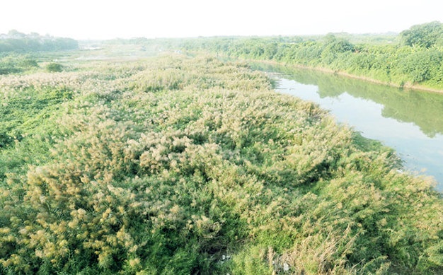 Cánh đồng cỏ lau nở trắng cả một khoảng trời.