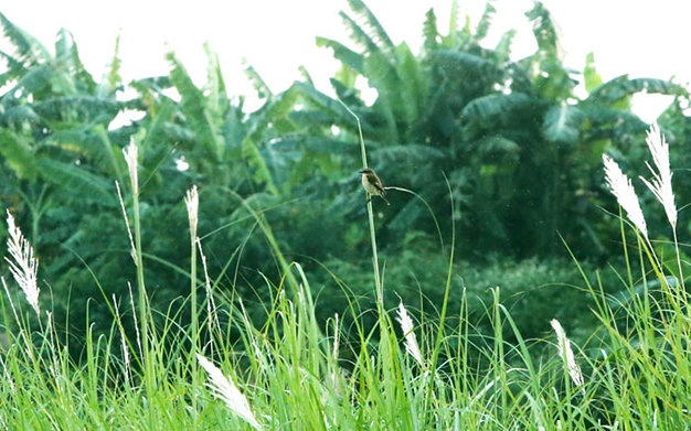 Khung cảnh nên thơ mỗi khi mùa cỏ lau về.