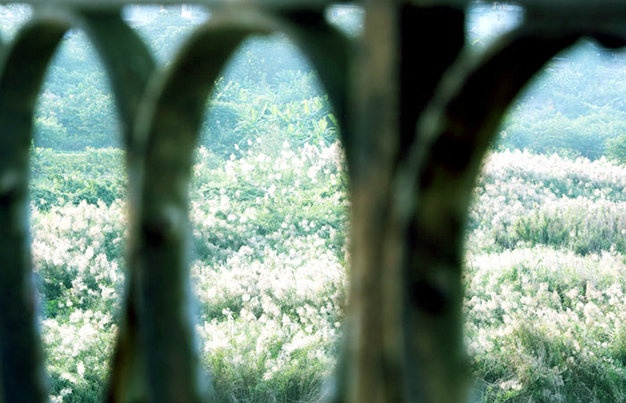 Cánh đồng cỏ lau đẹp lạ thường khi nhìn qua ô cửa sắt bên cầu Long Biên.