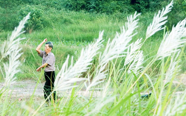 Cảnh sinh hoạt, người dân tập thể dục thường thấy ngay bãi giữa sông Hồng bên bờ hoa cỏ lau.