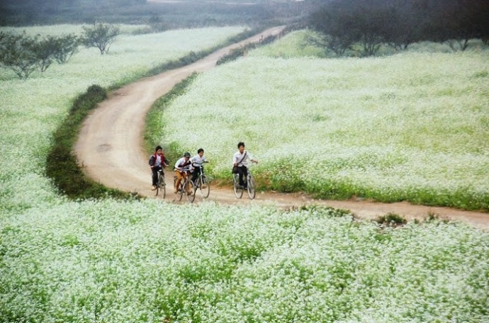 Thien duong hoa cai Moc Chau hinh anh
