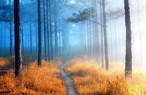 Anh Da Lat huyen ao trong suong khien van nguoi me hinh anh