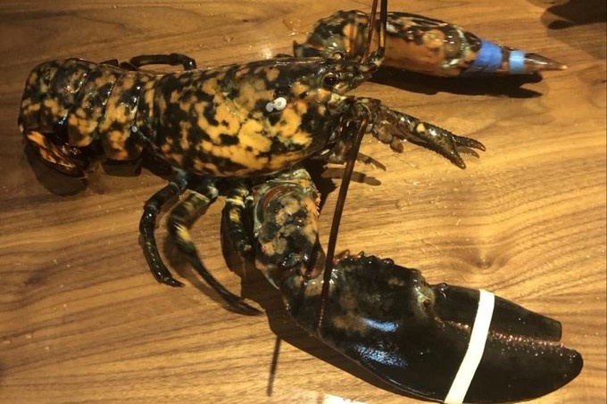 Tom hum quy hiem o My anh 1