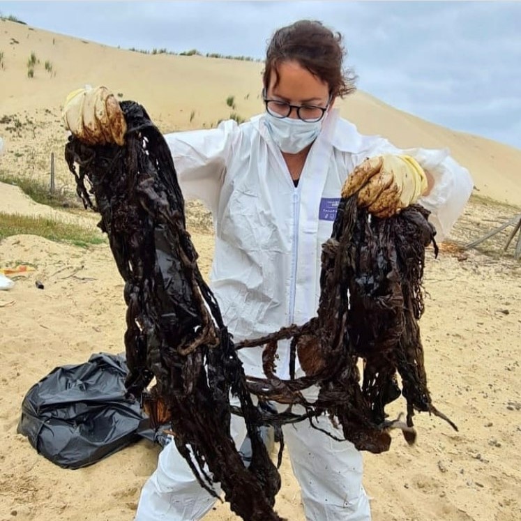 nhua trong bung ca voi anh 2