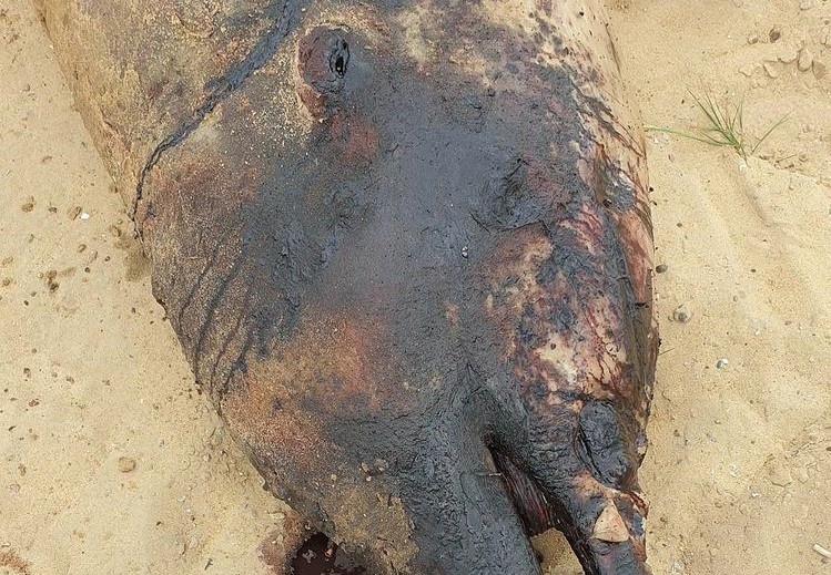 nhua trong bung ca voi anh 1