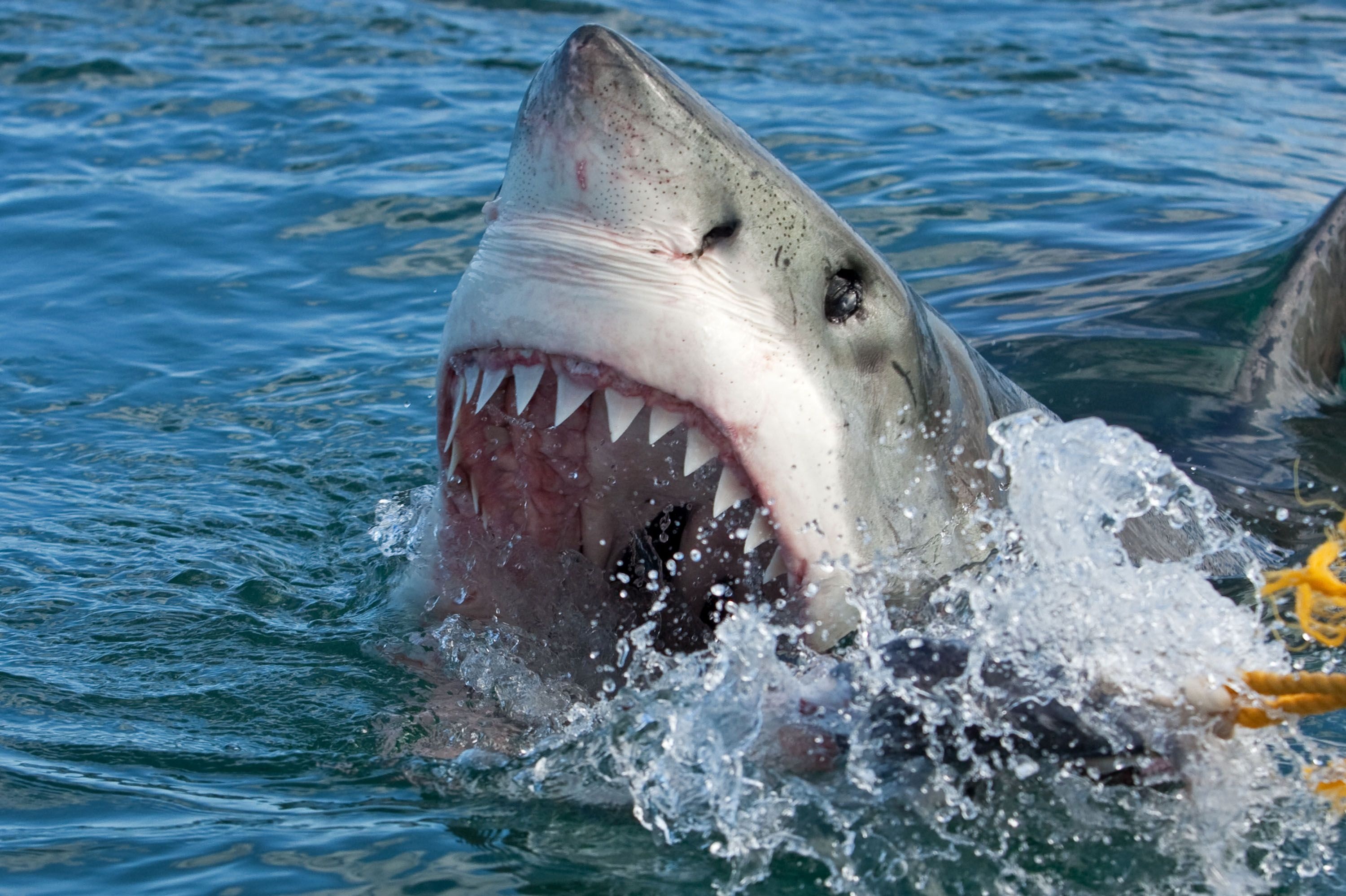 Nguoi dan ong Australia tu nan vi bi ca map can hinh anh