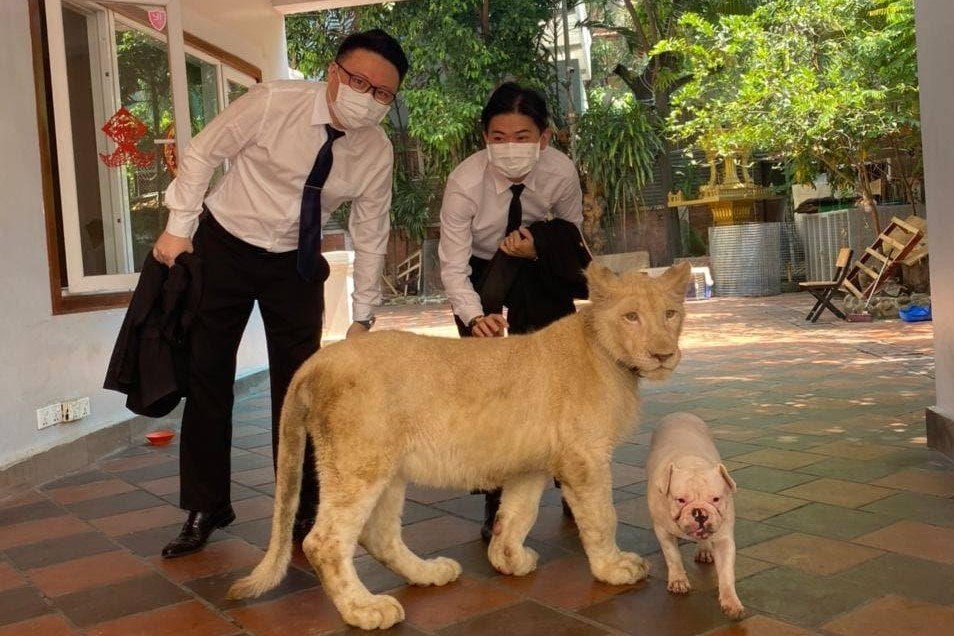 Nuoi su tu tai nha o Phnom Penh, nguoi dan ong bi phat 30.000 USD hinh anh