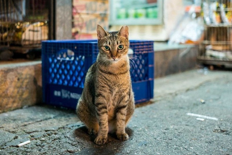 Giet 9 con meo, nguoi dan ong lanh 16 toi danh hinh su hinh anh