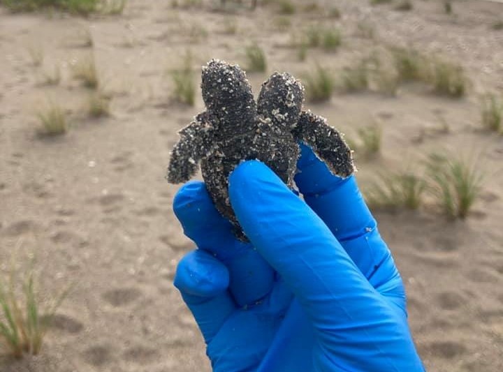 rua bien hai dau anh 1