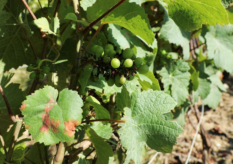 ruou vang cua Phap anh 4