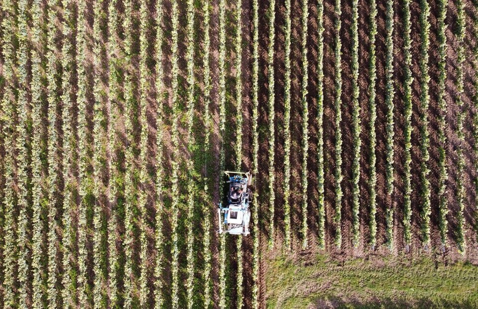 Thoi tiet khac nghiet, Phap bi sut giam san luong ruou vang hinh anh