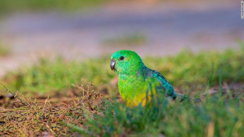 Dong vat 'thay doi hinh dang' de ung pho voi bien doi khi hau hinh anh