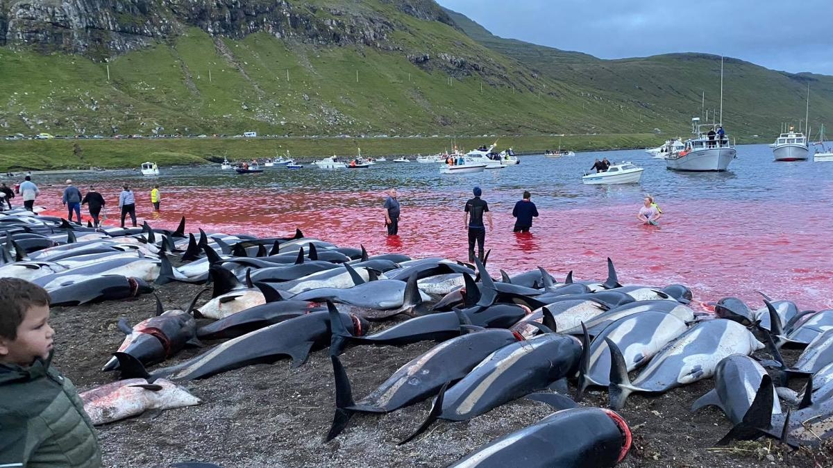 Bai bien Dan Mach chuyen do vi 1.400 con ca heo bi giet hinh anh