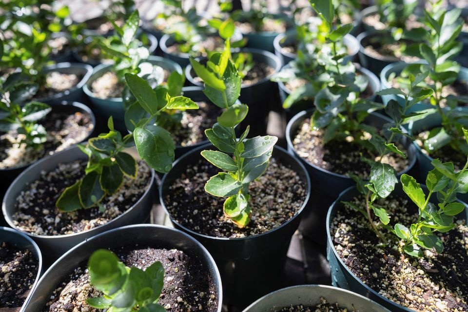 tiem nang san xuat vaccine anh 1