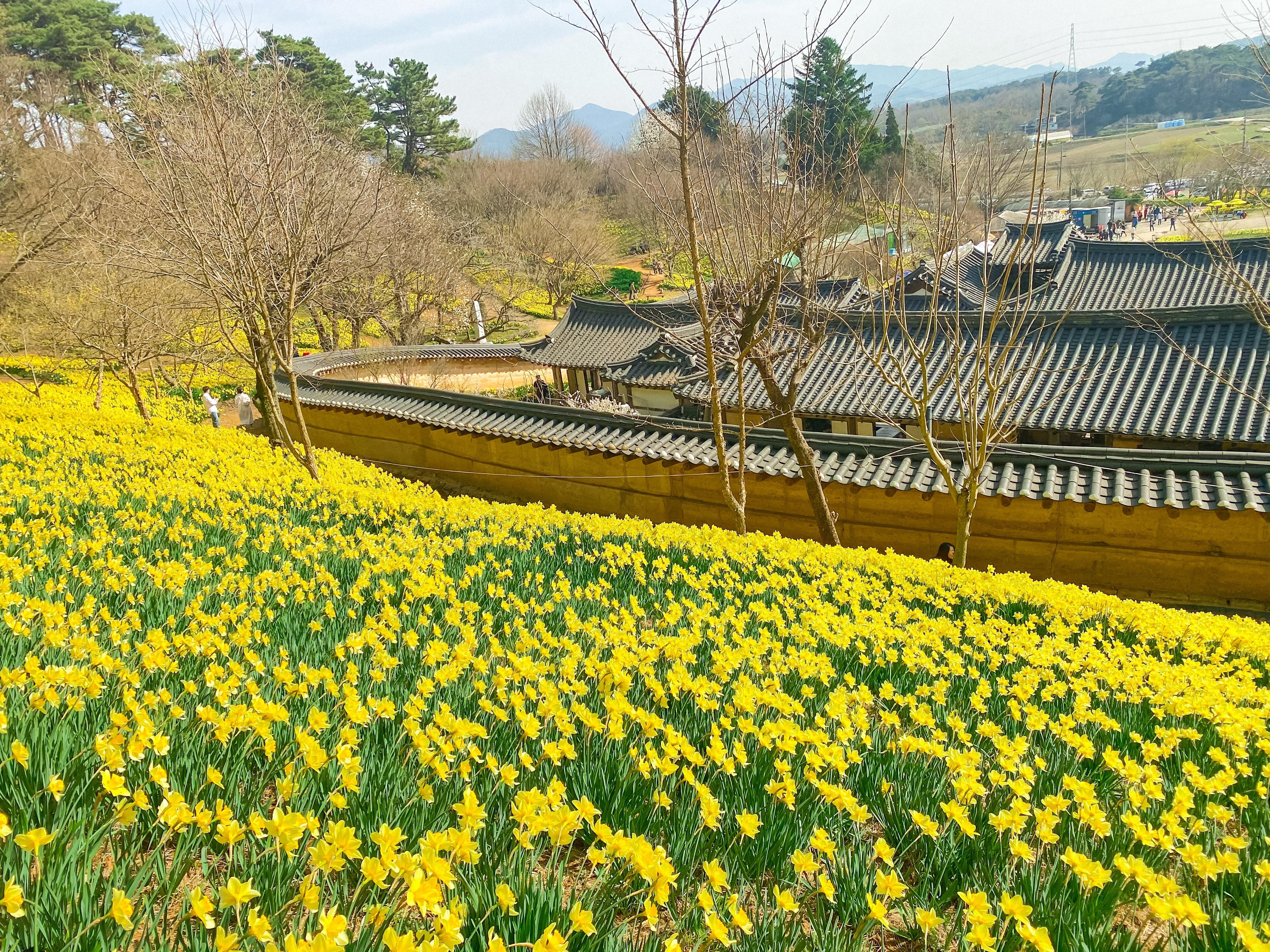 du hoc sinh Viet Nam tai Han Quoc anh 14