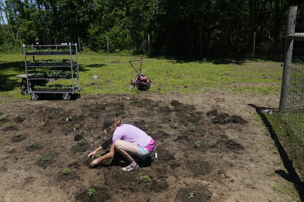 new york hop phap hoa can sa anh 4