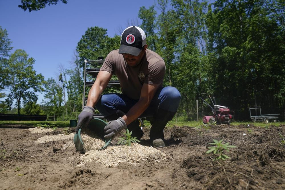 new york hop phap hoa can sa anh 2