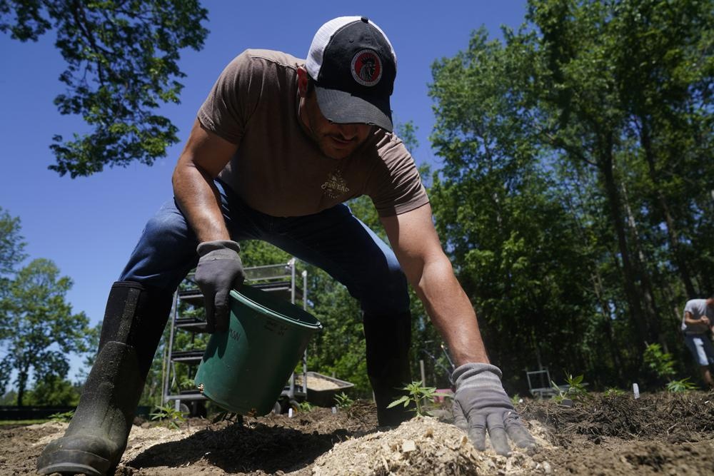 new york hop phap hoa can sa anh 3