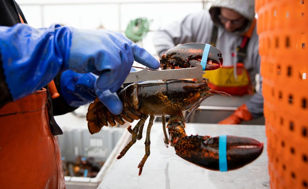 loai nguy co tuyet chung anh 1