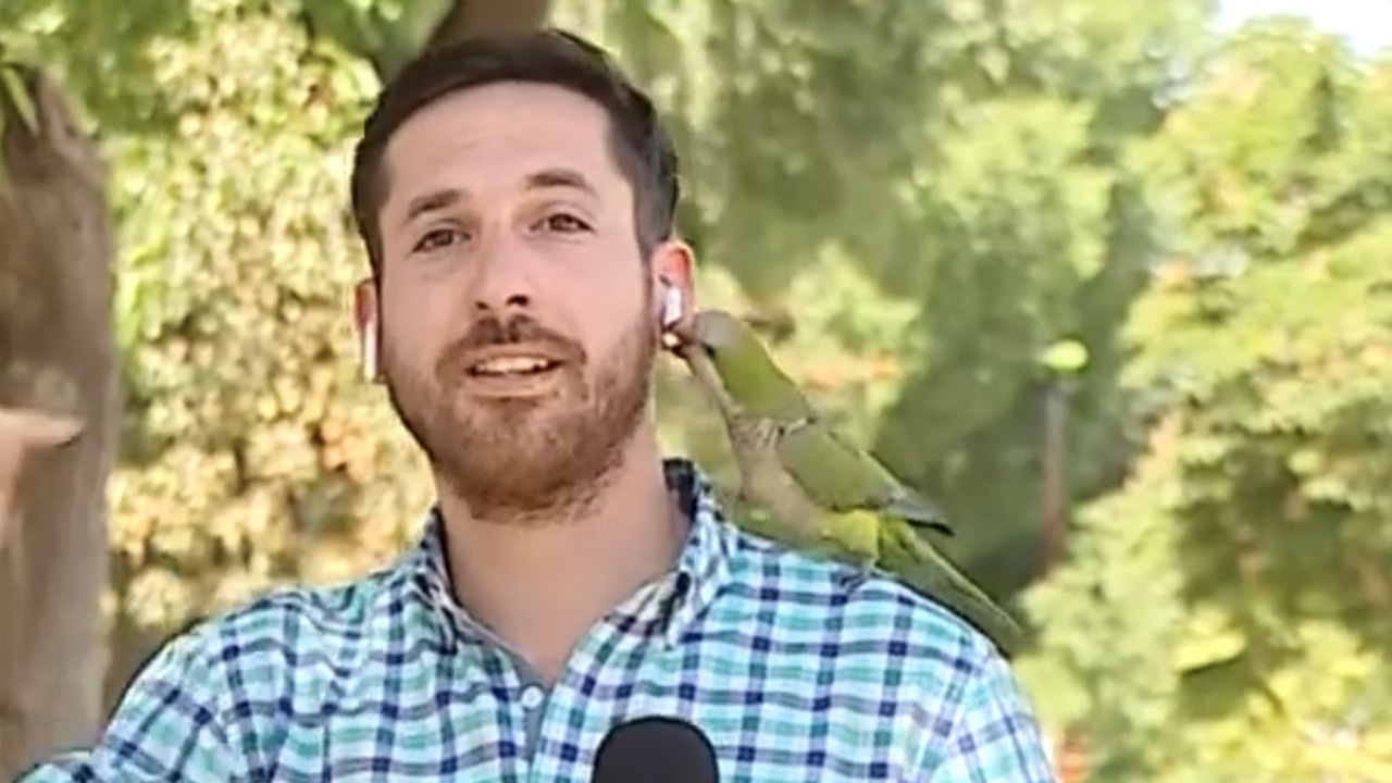 Phong vien Chile bi chim 'an cap' tai nghe giua luc ghi hinh hinh anh