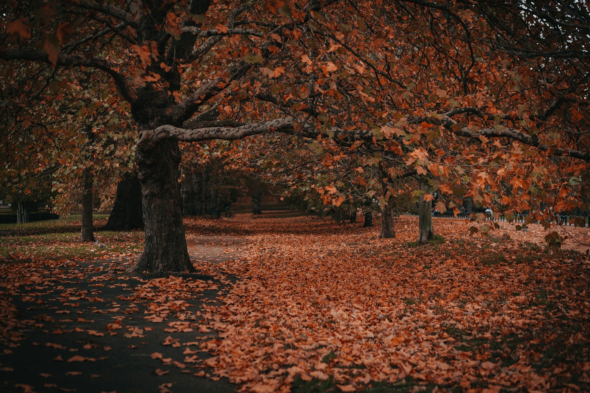 mùa thu ở châu âu ảnh 40 mua thu o chau au anh 40