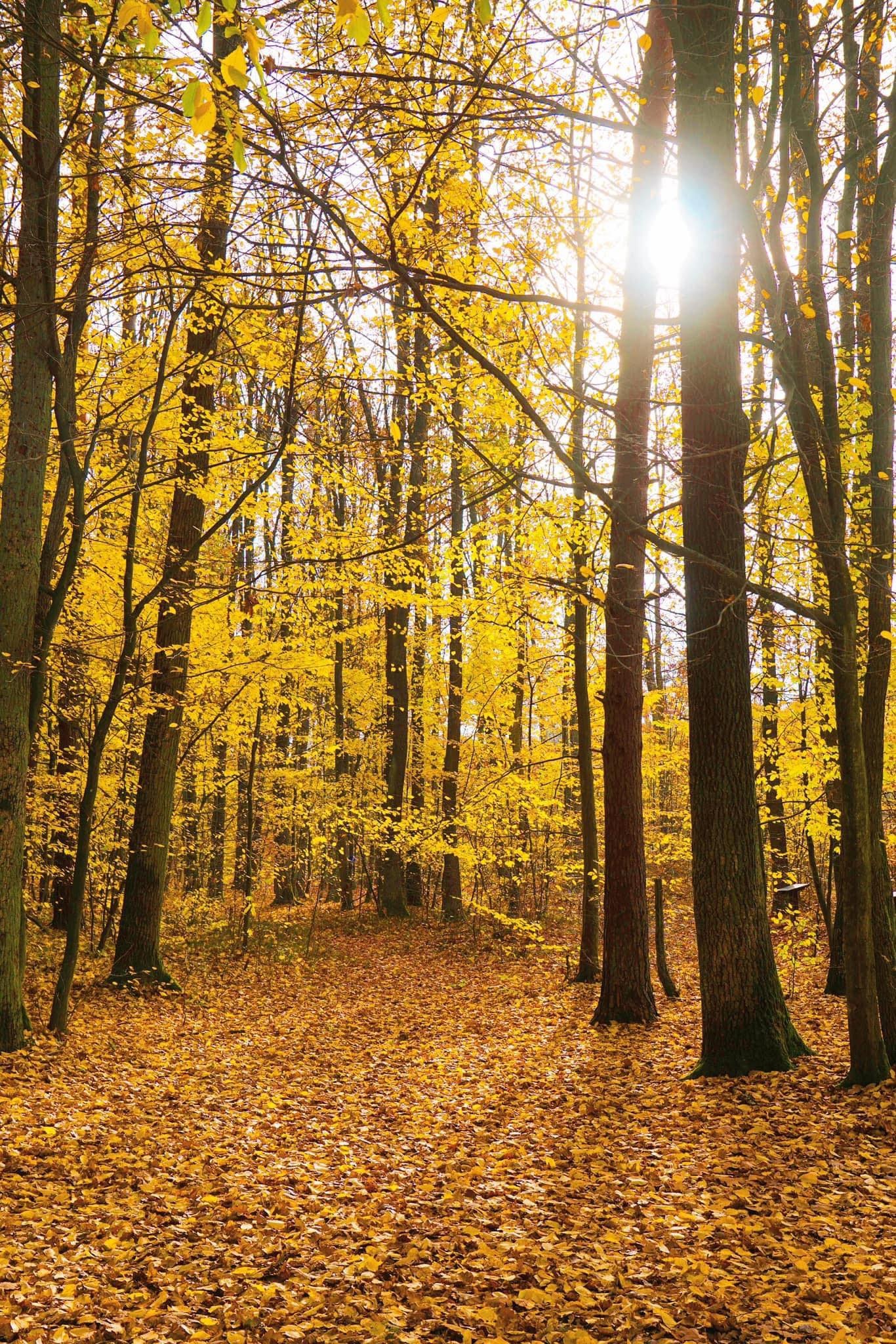 mùa thu ở châu âu ảnh 14 mua thu o chau au anh 14