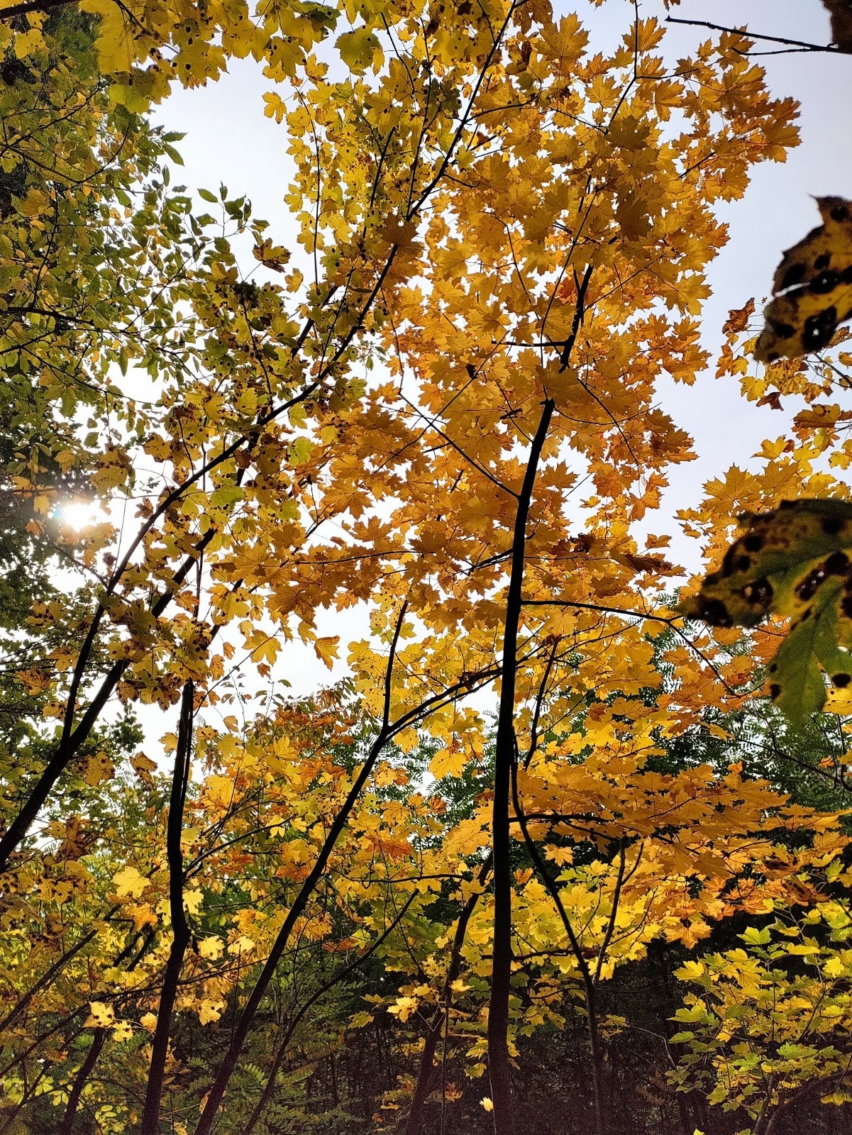 mùa thu ở châu âu ảnh 23 mua thu o chau au anh 23