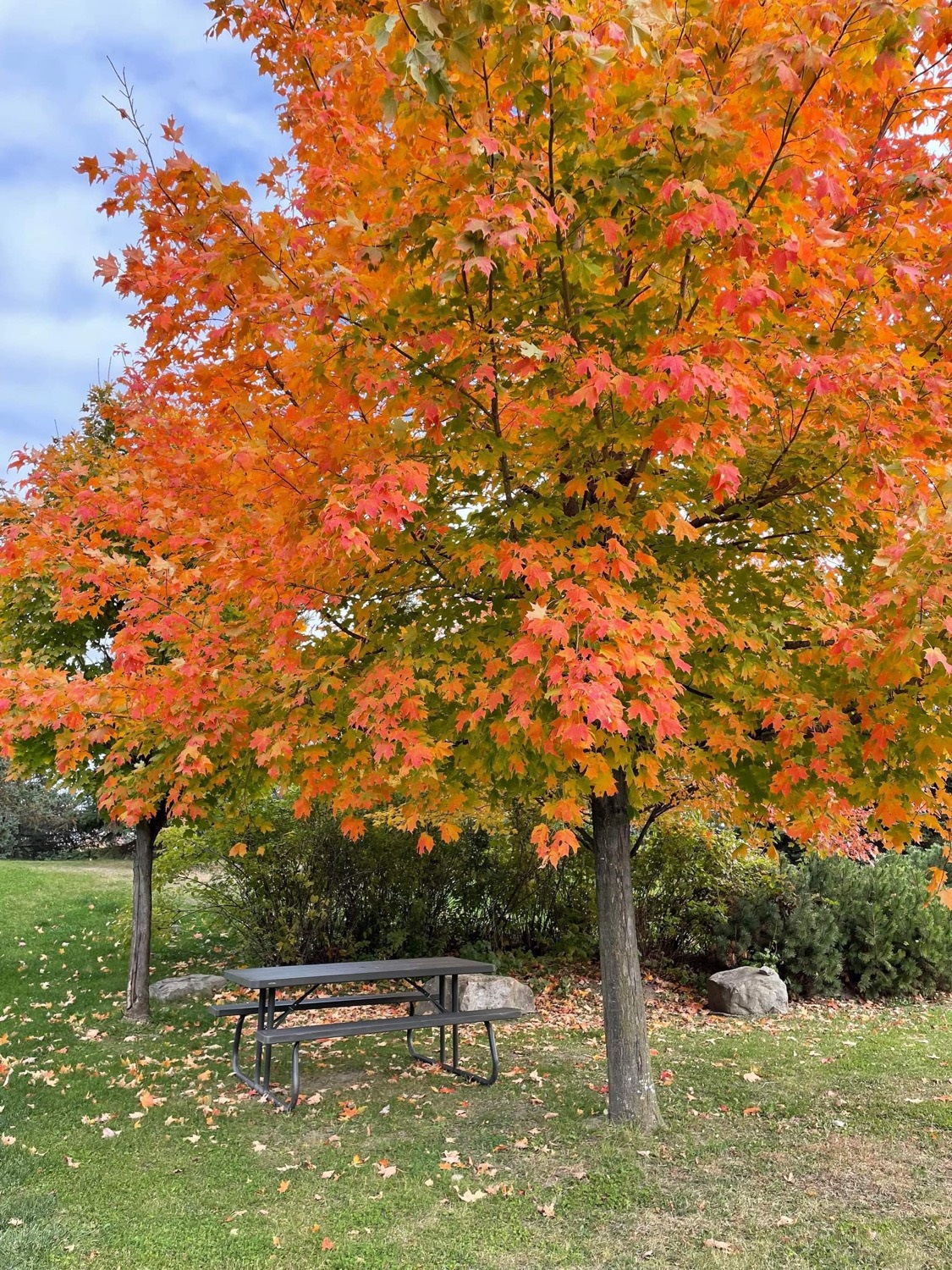 mùa thu ở châu âu ảnh 8 mua thu o chau au anh 8