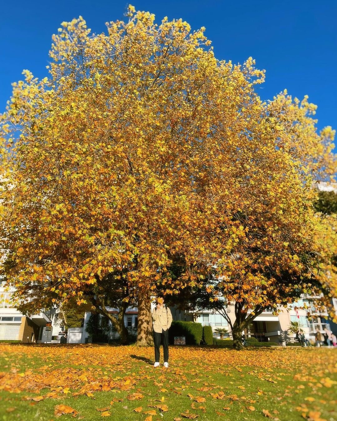 mùa thu ở châu âu ảnh 7 mua thu o chau au anh 7