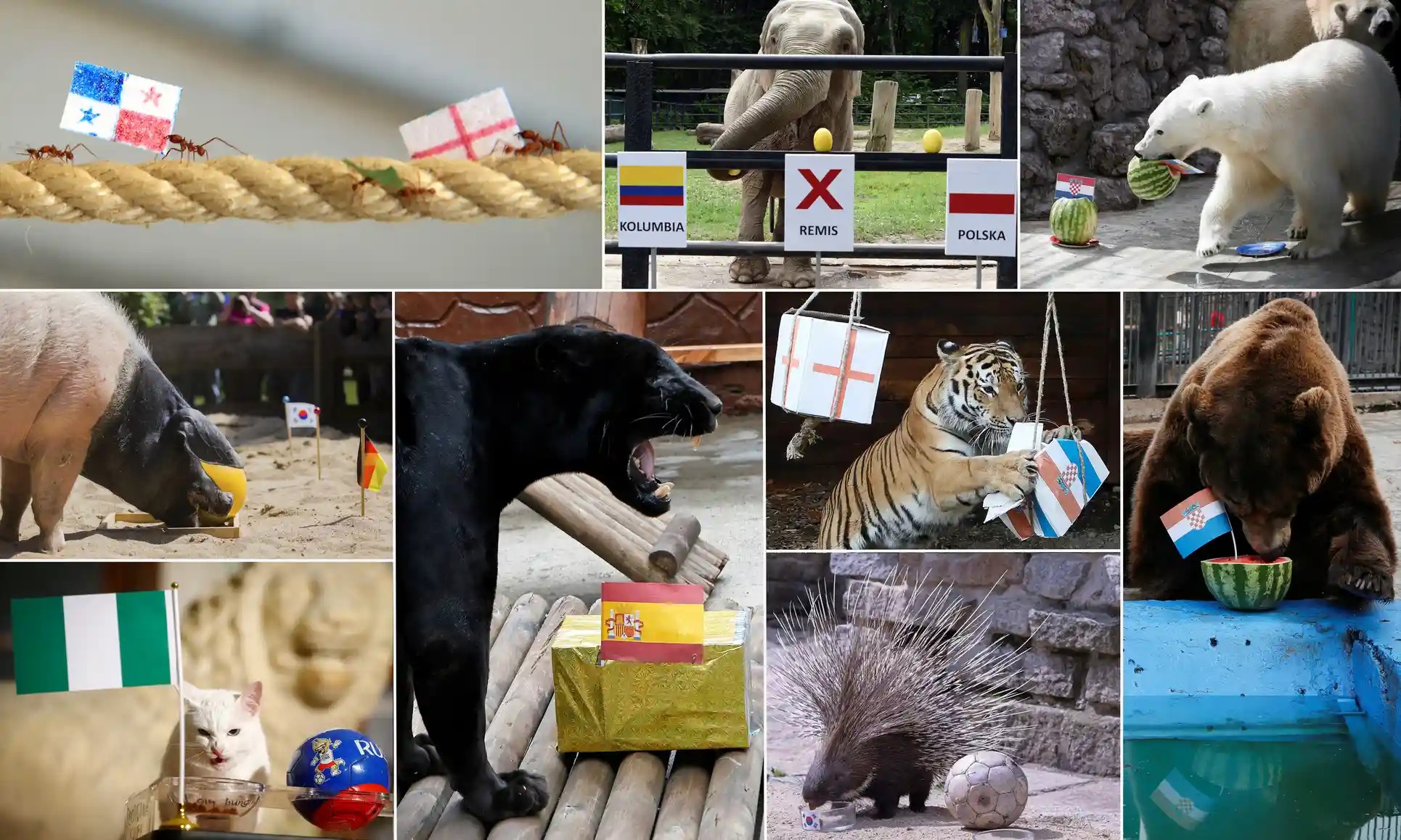 dong vat tien tri anh 3