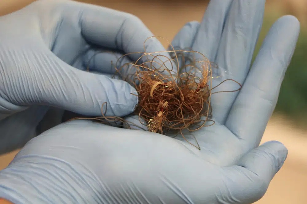 Tim thay luoi danh ca, tui nhua trong bung ca voi o Hawaii hinh anh