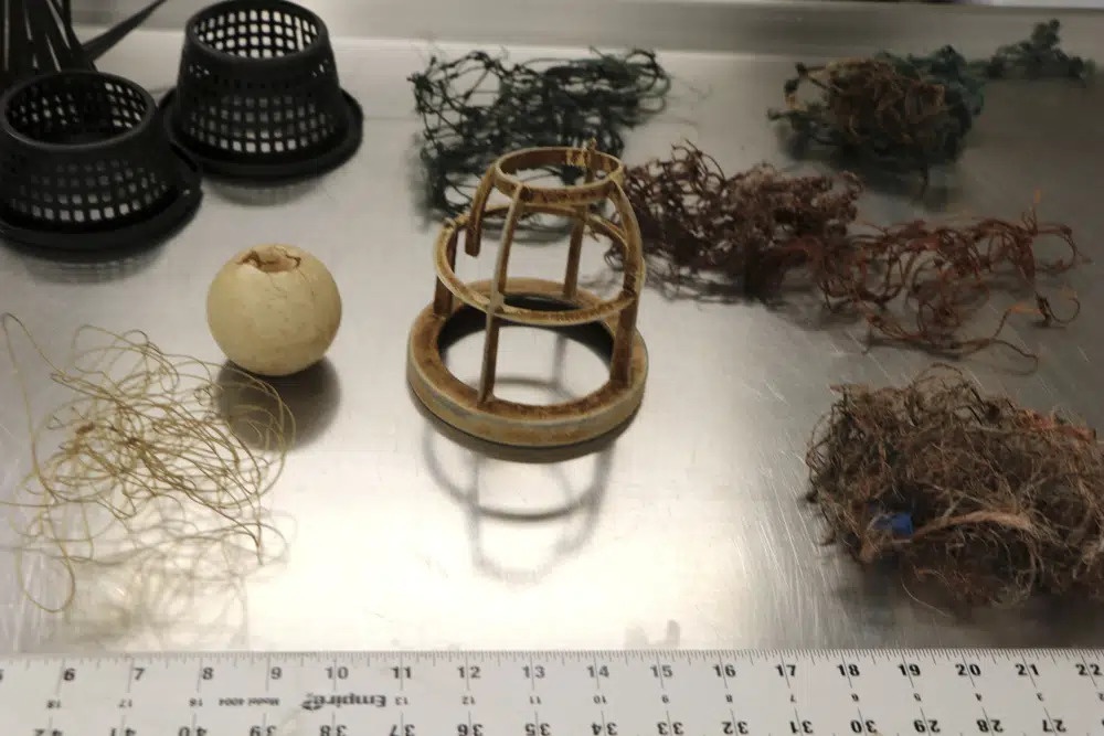 o nhiem dai duong anh 1