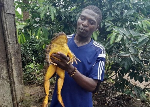 Giai cuu loai ech lon nhat the gioi hinh anh